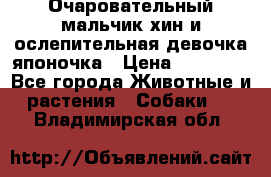 Очаровательный мальчик хин и ослепительная девочка японочка › Цена ­ 16 000 - Все города Животные и растения » Собаки   . Владимирская обл.